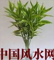 普洱十二生肖养什么植物最旺财运？你知道吗！